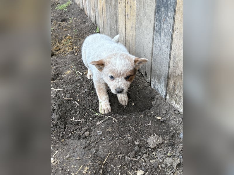 Australian Cattle Dog Rüde