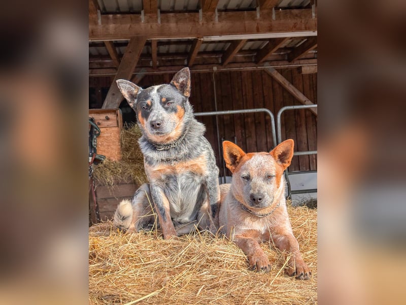 Australian Cattle Dog