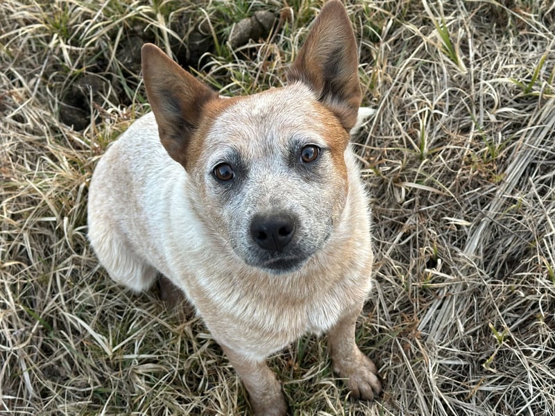 Australian Cattle Dog