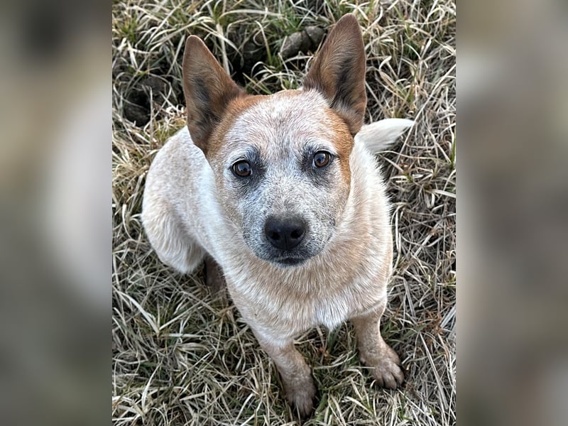 Australian Cattle Dog