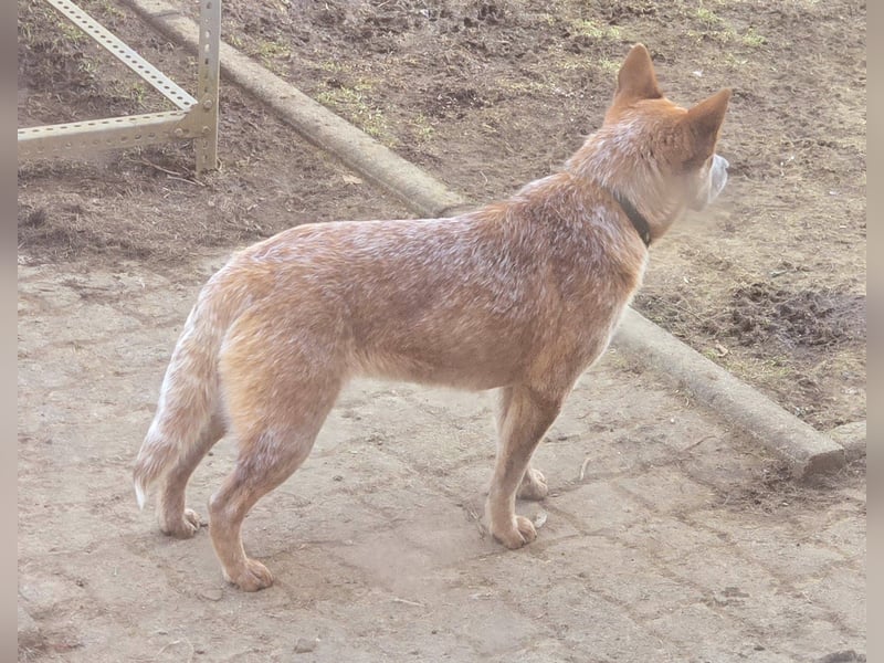 Australian Cattle Dogs