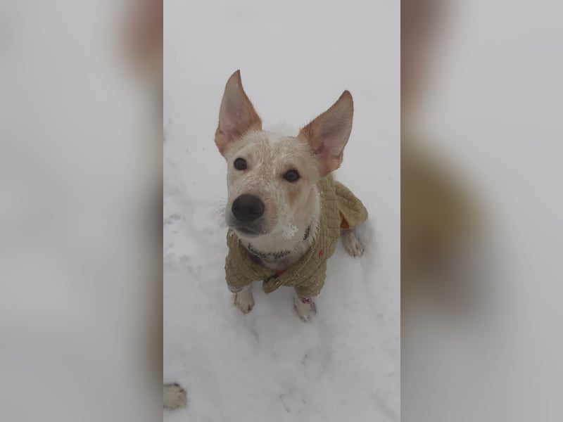 Australian Cattle Dogs