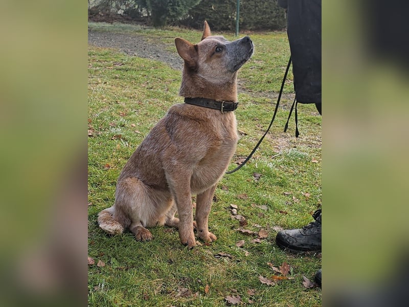 Australian Cattle Dogs