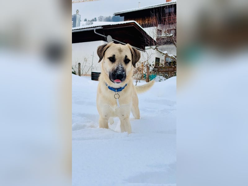 Ermes – aktiv und verschmust