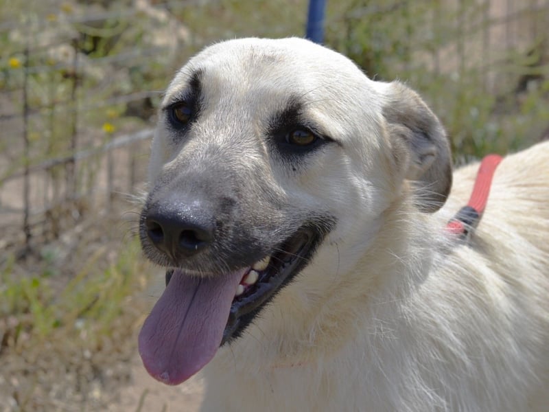 Ermes – aktiv und verschmust