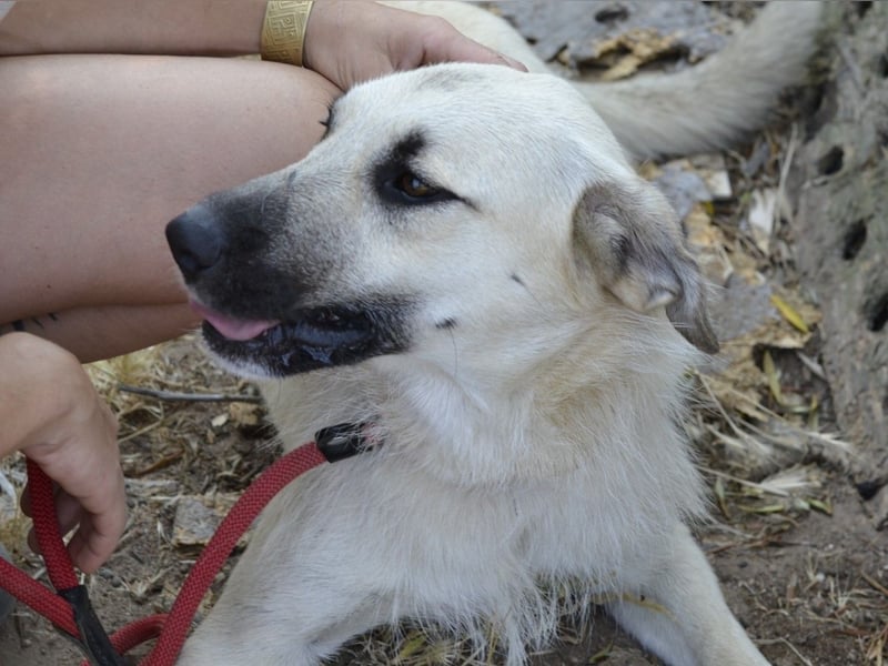 Ermes – aktiv und verschmust