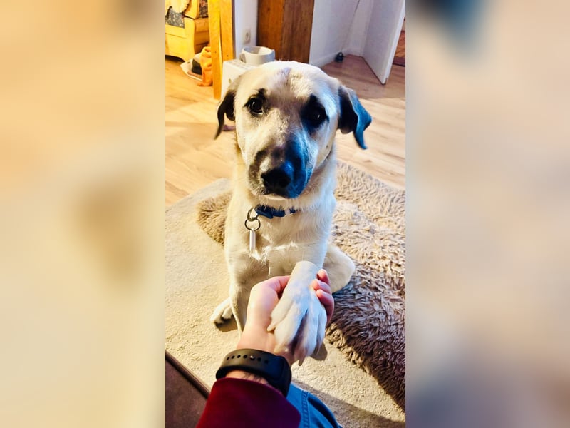 Ermes – aktiv und verschmust