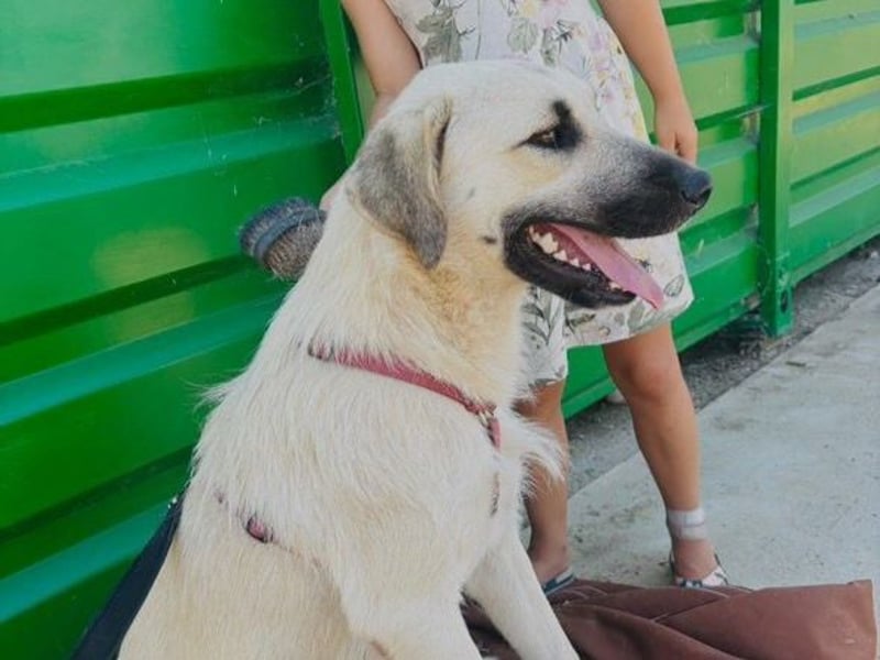 Ermes – aktiv und verschmust