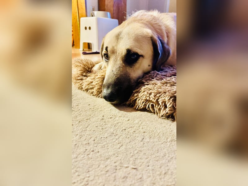 Ermes – aktiv und verschmust