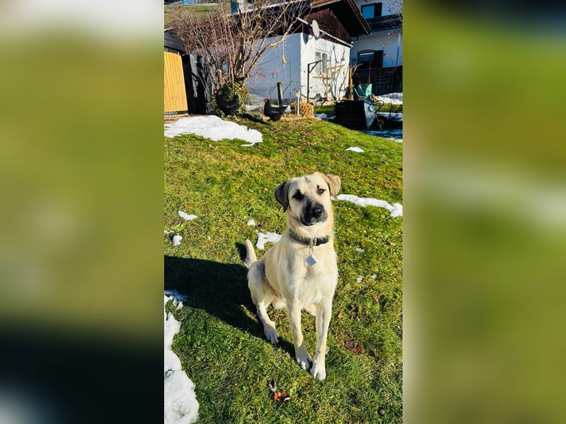 Ermes – aktiv und verschmust