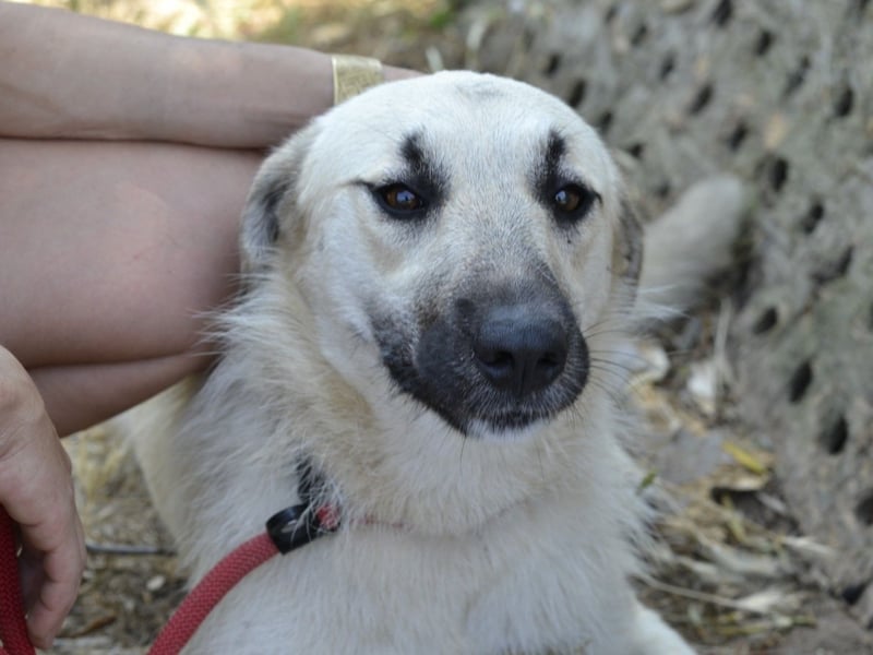 Ermes – aktiv und verschmust