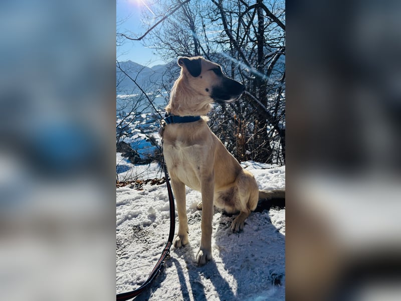 Ermes – aktiv und verschmust