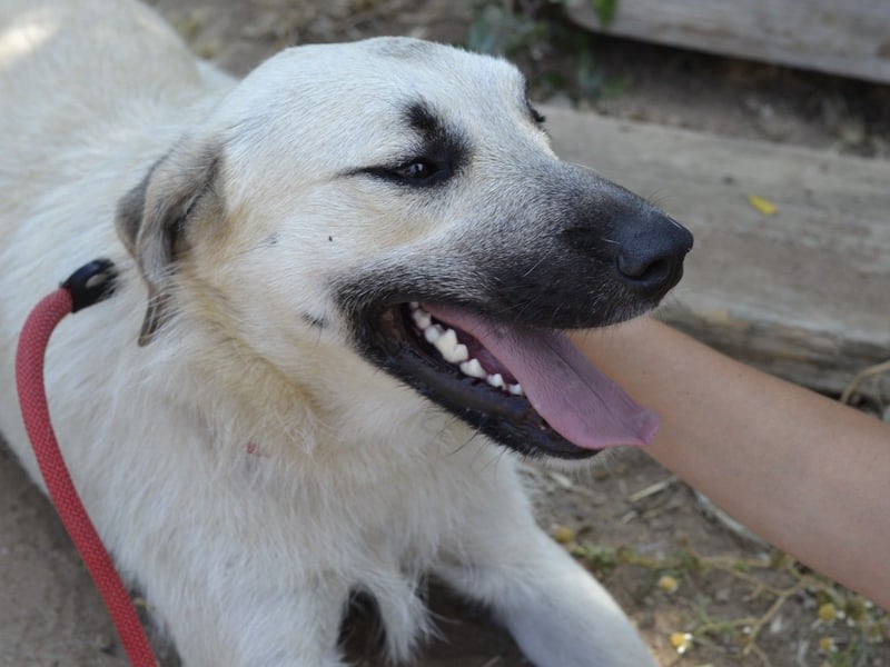 Ermes – aktiv und verschmust