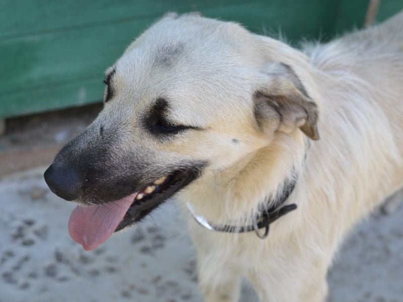 Ermes – aktiv und verschmust