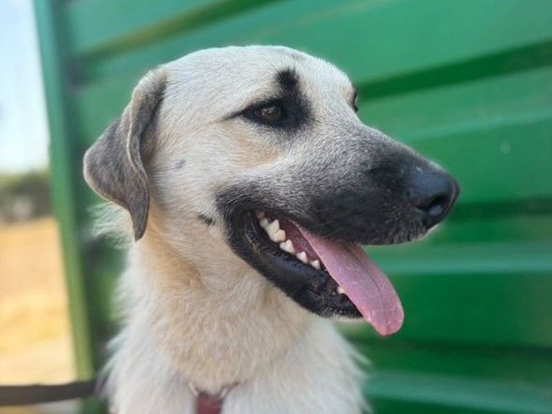 Ermes – aktiv und verschmust