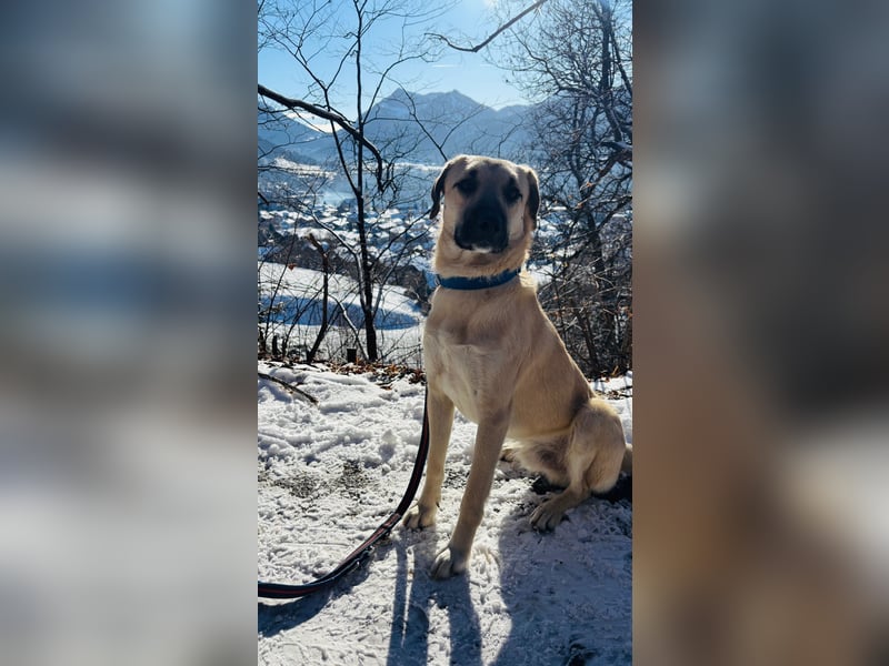 Ermes – aktiv und verschmust