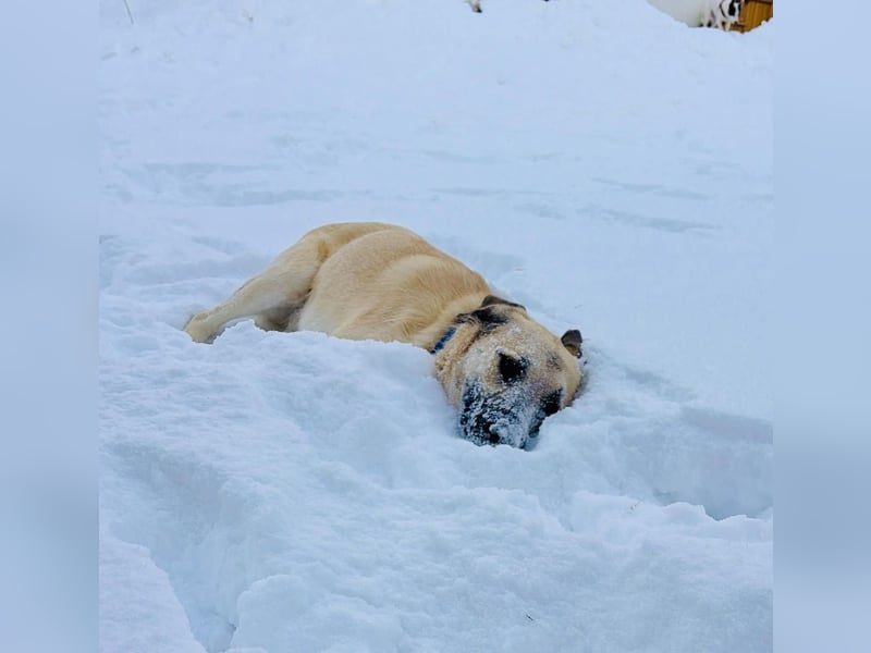 Ermes – aktiv und verschmust