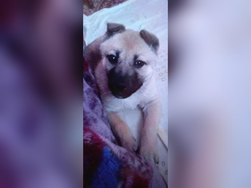 WASHINGTON - Gerettet, um gequält zu werden