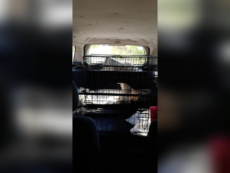 WASHINGTON - Gerettet, um gequält zu werden