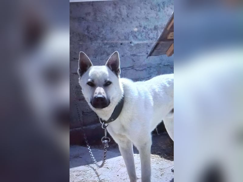 WASHINGTON - Gerettet, um gequält zu werden