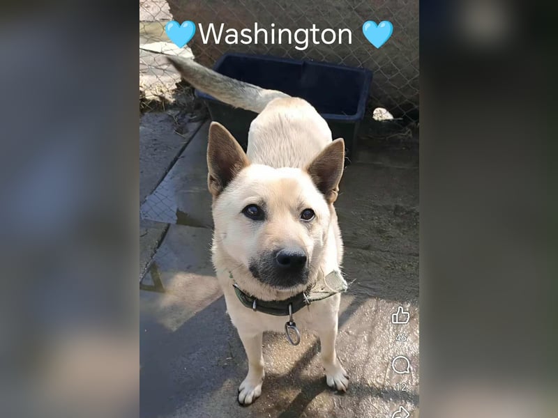 WASHINGTON - Gerettet, um gequält zu werden