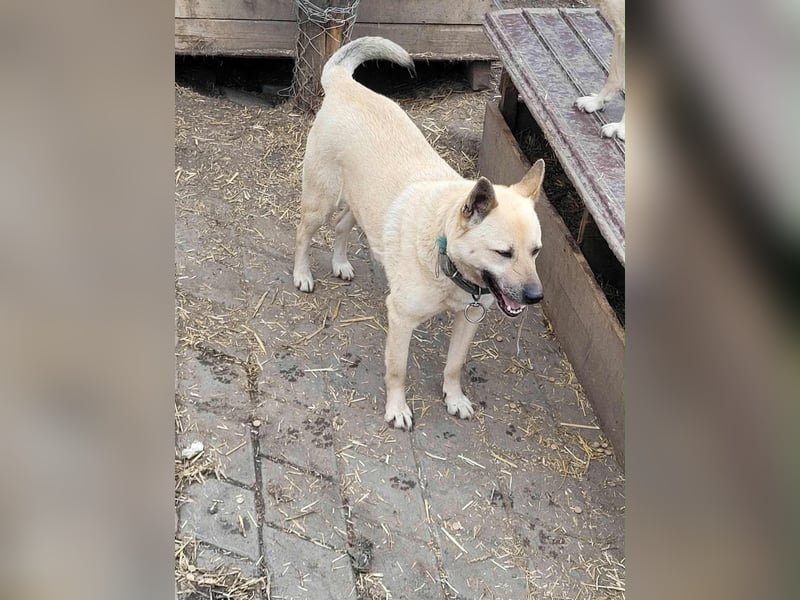 WASHINGTON - Gerettet, um gequält zu werden