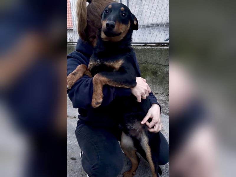 Fibio ein wunderhübscher Rüde