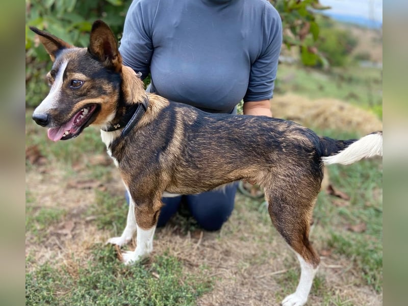 Aktive, liebe Kelpie ähnliche Junghündin, 9Mon., kastriert
