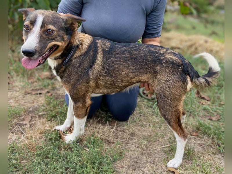 Aktive, liebe Kelpie ähnliche Junghündin, 9Mon., kastriert