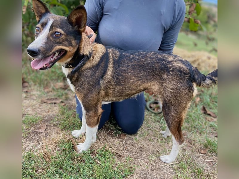 Aktive, liebe Kelpie ähnliche Junghündin, 9Mon., kastriert