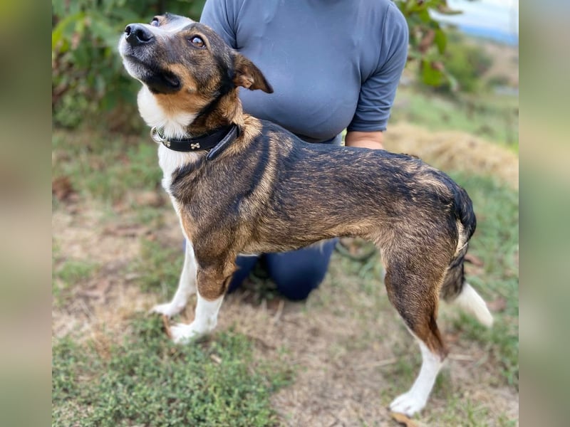 Aktive, liebe Kelpie ähnliche Junghündin, 9Mon., kastriert