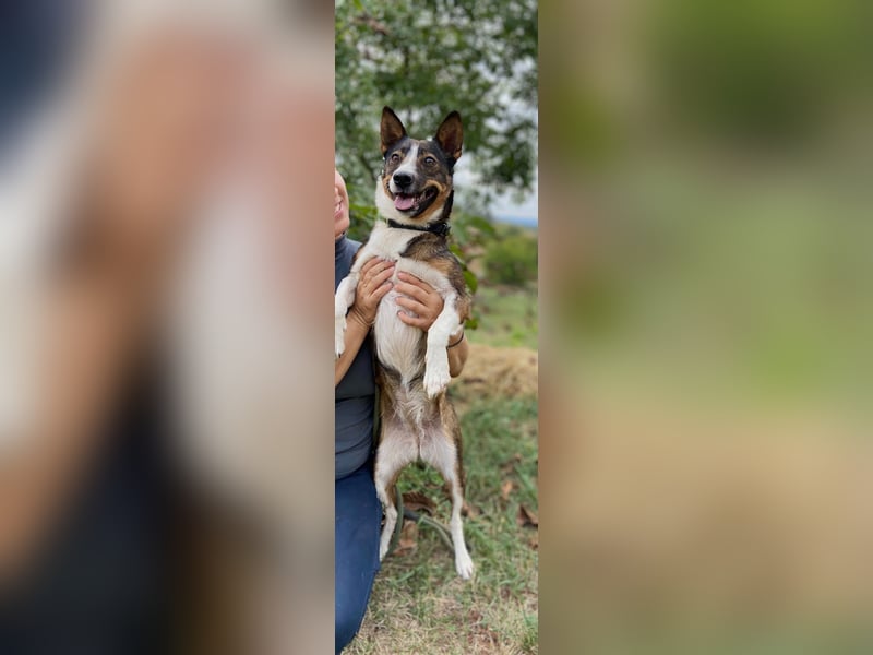 Aktive, liebe Kelpie ähnliche Junghündin, 9Mon., kastriert