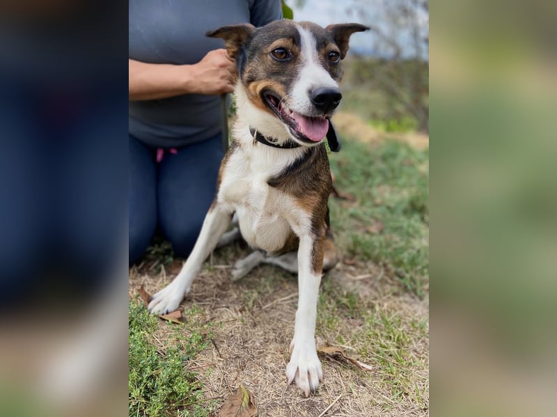 Aktive, liebe Kelpie ähnliche Junghündin, 9Mon., kastriert