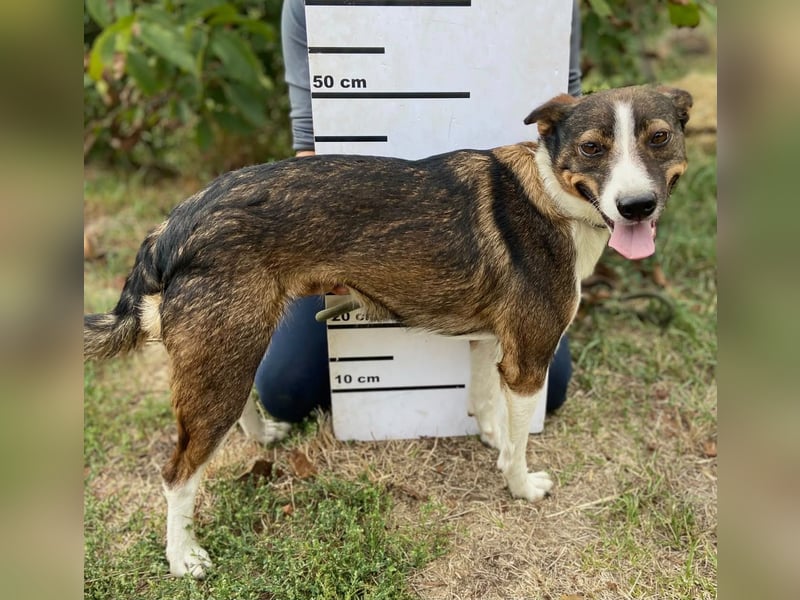 Aktive, liebe Kelpie ähnliche Junghündin, 9Mon., kastriert