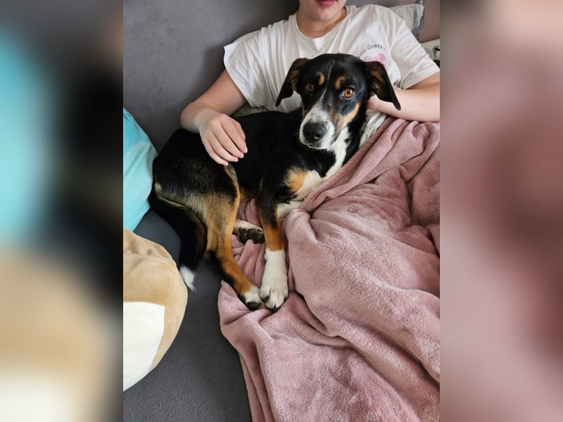 Cookie eine wundervolle junge Familienhündin