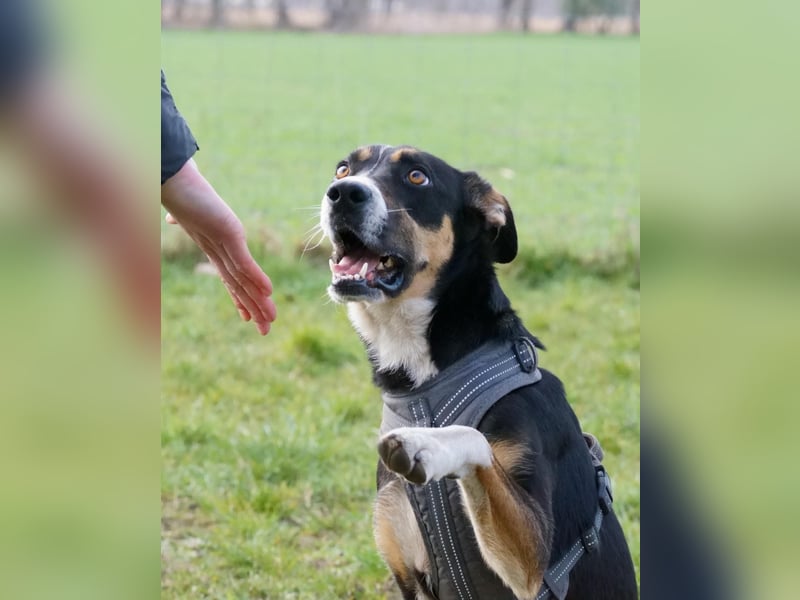 Cookie eine wundervolle junge Familienhündin