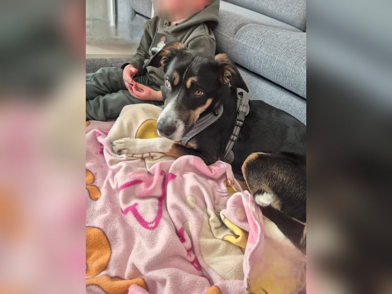 Cookie eine wundervolle junge Familienhündin