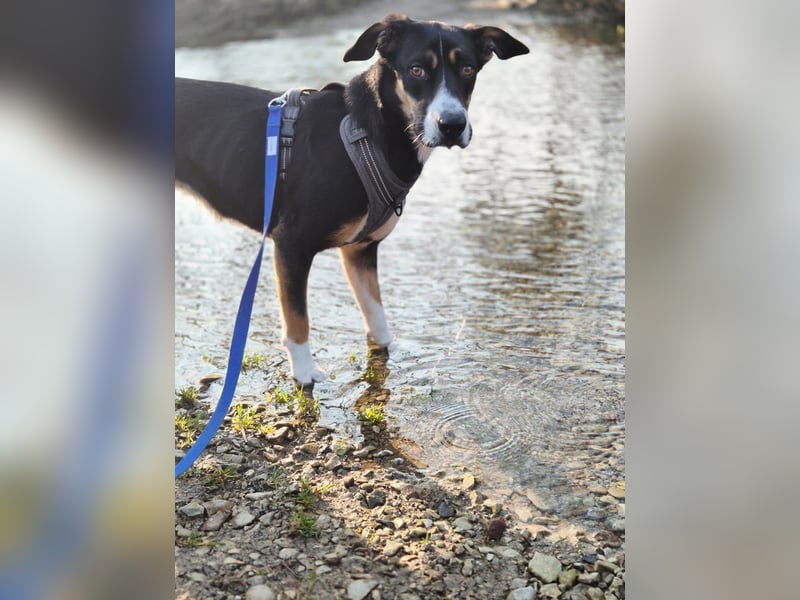 Cookie eine wundervolle junge Familienhündin
