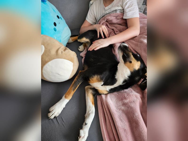 Cookie eine wundervolle junge Familienhündin