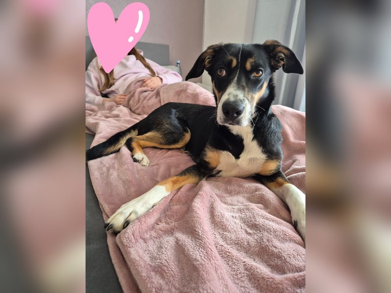 Cookie eine wundervolle junge Familienhündin