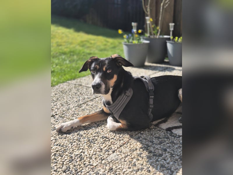 Cookie eine wundervolle junge Familienhündin