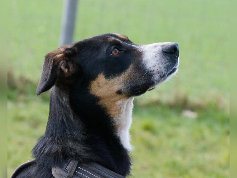Cookie eine wundervolle junge Familienhündin