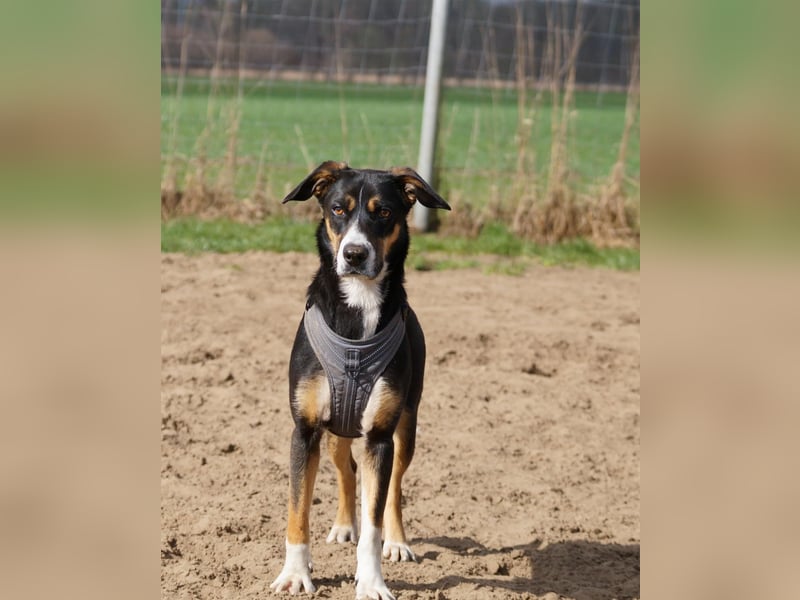 Cookie eine wundervolle junge Familienhündin