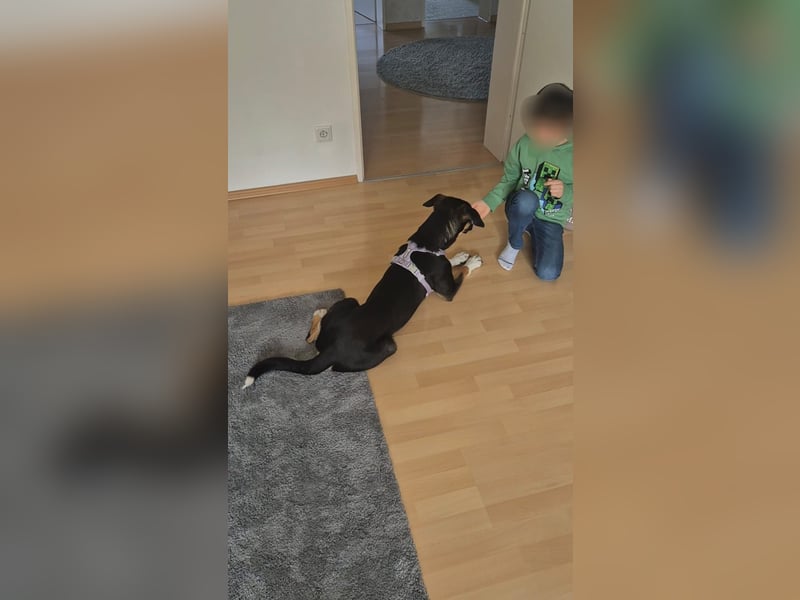 Cookie eine wundervolle junge Familienhündin