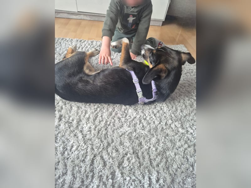 Cookie eine wundervolle junge Familienhündin