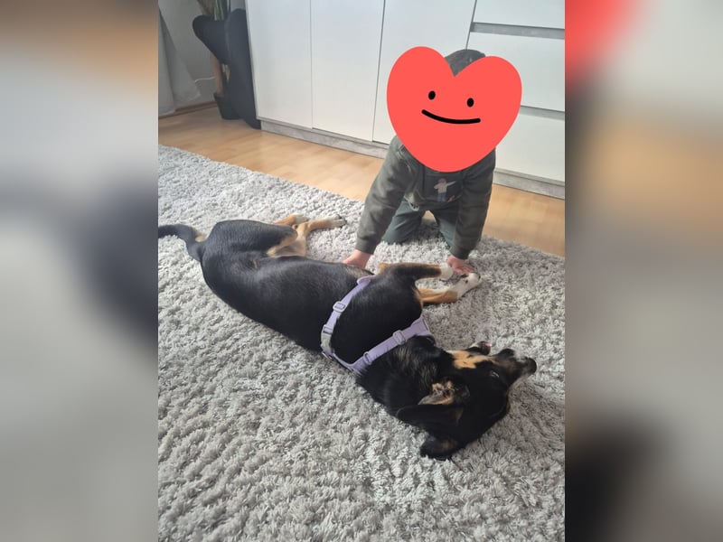 Cookie eine wundervolle junge Familienhündin