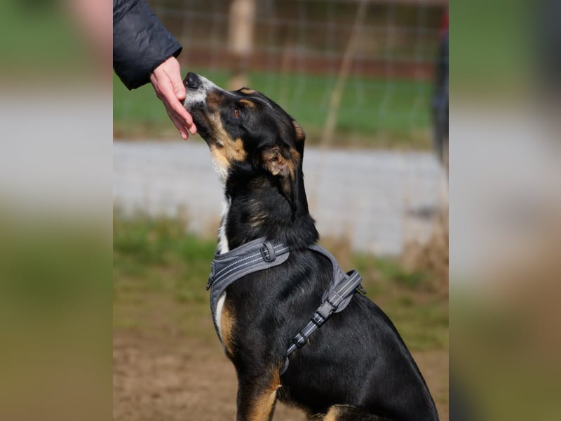 Cookie eine wundervolle junge Familienhündin