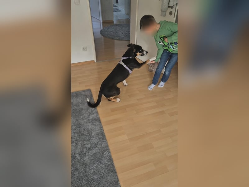 Cookie eine wundervolle junge Familienhündin