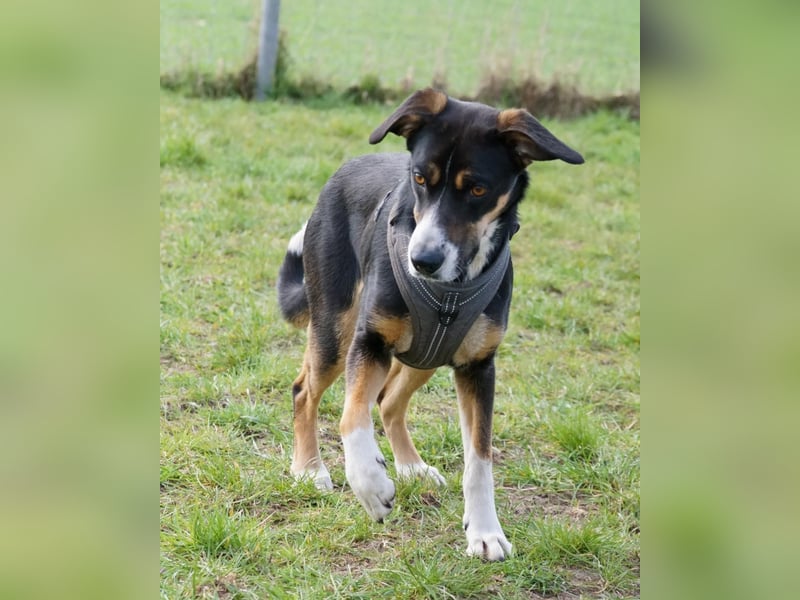 Cookie eine wundervolle junge Familienhündin