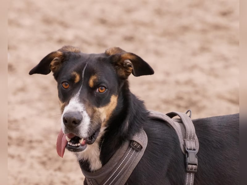 Cookie eine wundervolle junge Familienhündin
